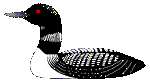 [Loons on the Lake]