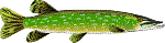 [Walleyes]