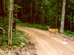 [Deer Neighbor]