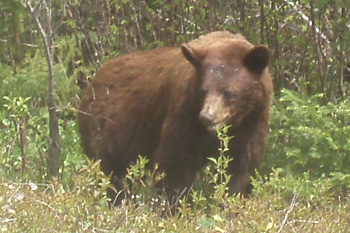 [Bill The Bear]
