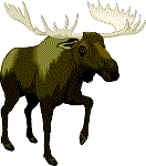 [Wildlife]