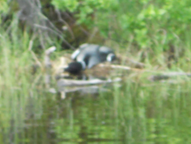 [Nesting Loon]