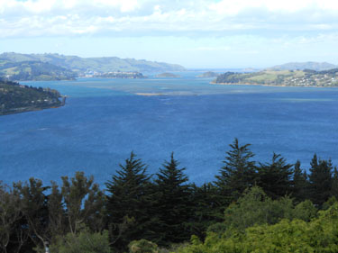 [Dunedin]