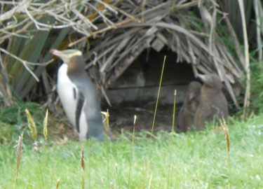 [Penguin Babies]