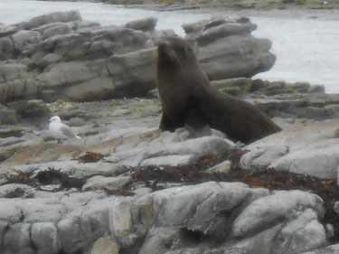 [Seals & Gulls]