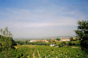 [Vinyards]