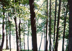 [Trees]